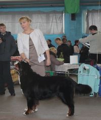 24.11.2012 Международная выставка собак «Беларусь 2012»